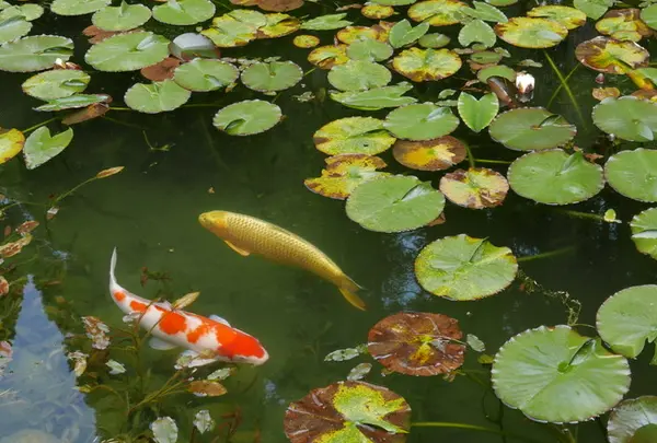 モネの池（名もなき池）の写真・動画_image_82101