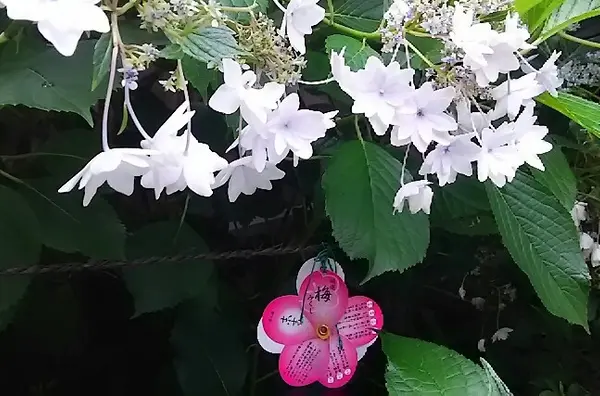 菅原院天満宮神社の写真・動画_image_82717
