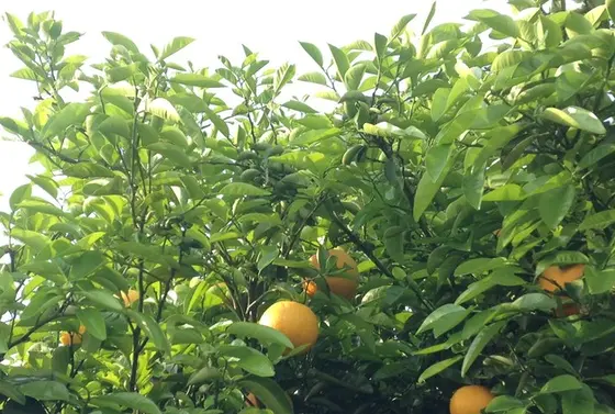レモンの木