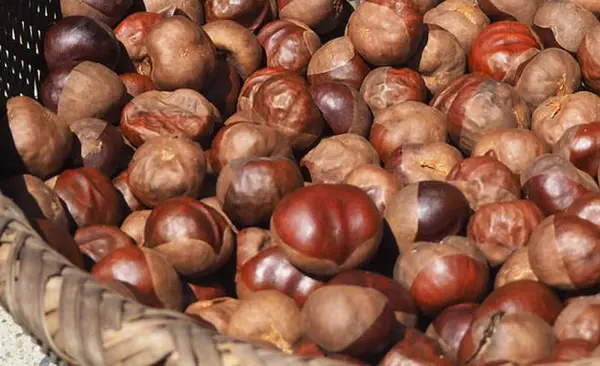 漆山神社（矢葺明神）の写真・動画_image_239909