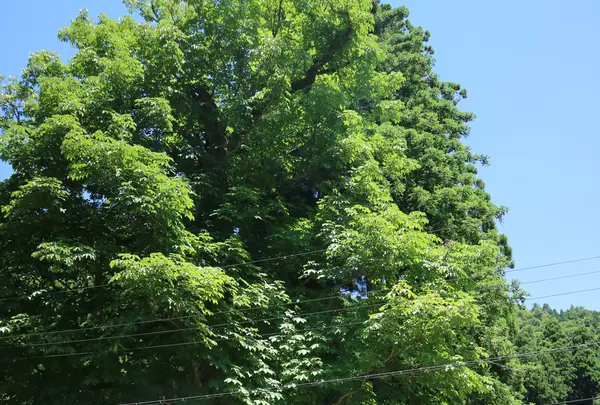 美山かやぶきの里の写真・動画_image_699039