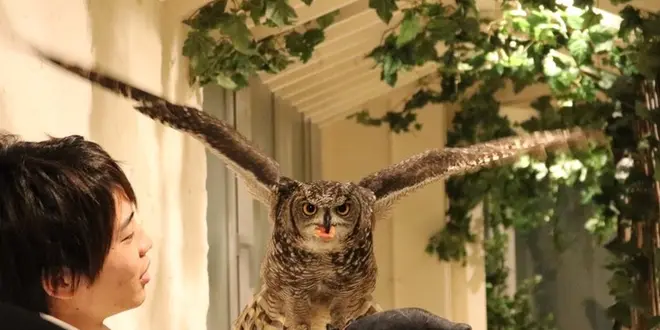 原宿でタカやフクロウとふれあえ、鷹匠になりきりのフライト体験「鷹匠体験」ができる！