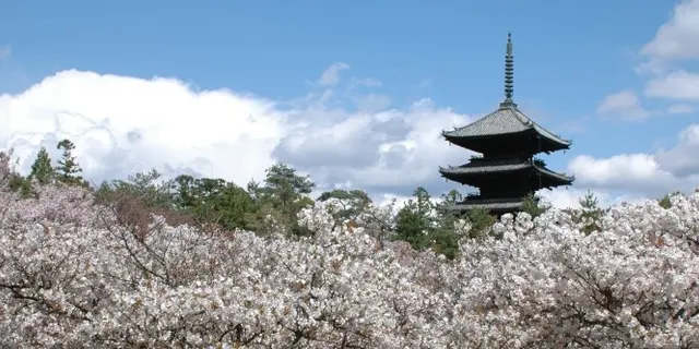 今度こそ行きたい！京都の桜5選