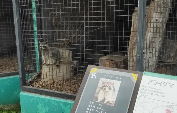 原型をとどめてるあらいぐま