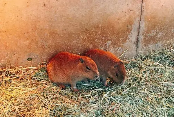 伊豆シャボテン動物公園の写真・動画_image_342832