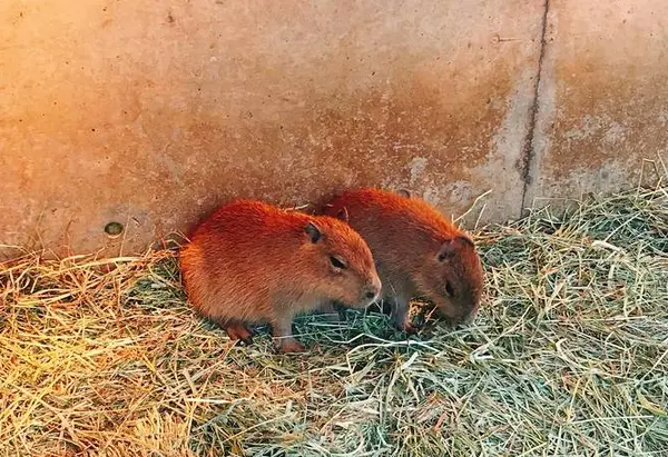 ちっちゃいな。