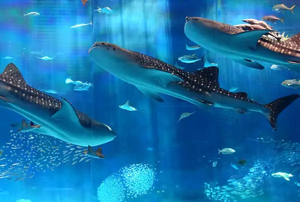 沖縄美ら海水族館