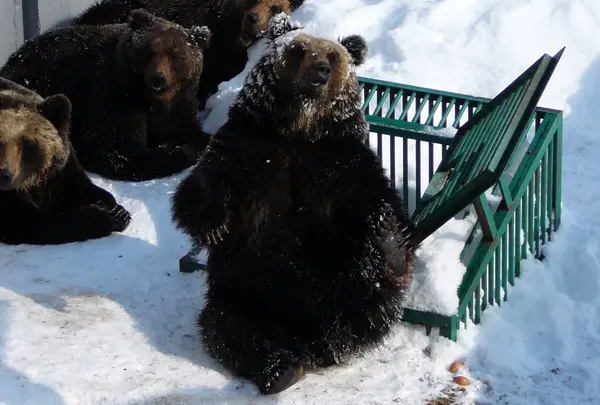 のぼりべつクマ牧場の写真・動画_image_1273909