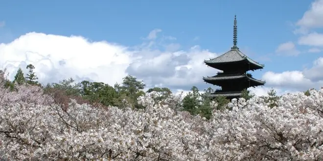 今度こそ行きたい！京都の桜5選