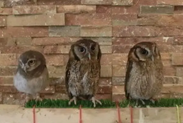 フクロウカフェ LUCKYOWLの写真・動画_image_74979