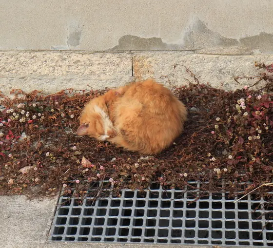 港ではやたらと猫が登場します。