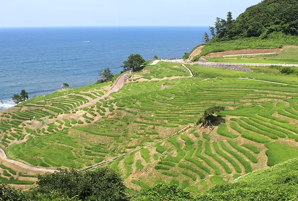 白米の千枚田