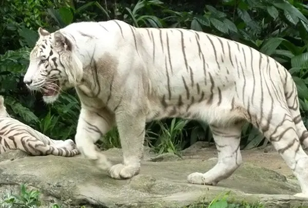 シンガポール動物園