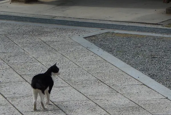 西方寺・普明閣の写真・動画_image_162922