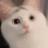 kiri_rin