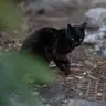 くいしんぼん