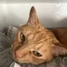梶が谷のれん