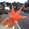 てしちゃん