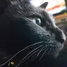 黒猫ママ