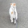 ごはんつぶ