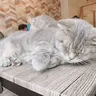 ヘーゼルナッツラテ