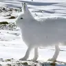 pampeldu