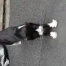 にゃんころたろう