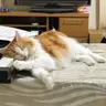 栗鼠♪