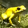 ko-ba