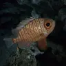 Aqua fish