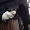 カフェ キサラギ