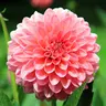 Dahlie