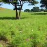 あか