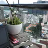 コロナのせいで流浪