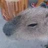 のすのす