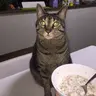 taro_pero