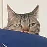 ちよこふ
