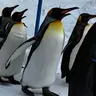 優希