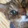 ふぁー