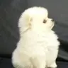 さり