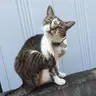 はなつこ