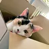 あっぷる
