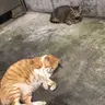 近藤 恵子