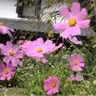 はなこ