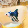 みぃ