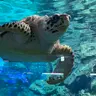 ぽんす