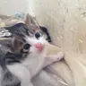 あんこ