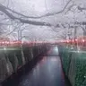 ひーちゃん