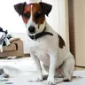 なっちゃんオレンジ