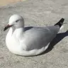 てっぱん君